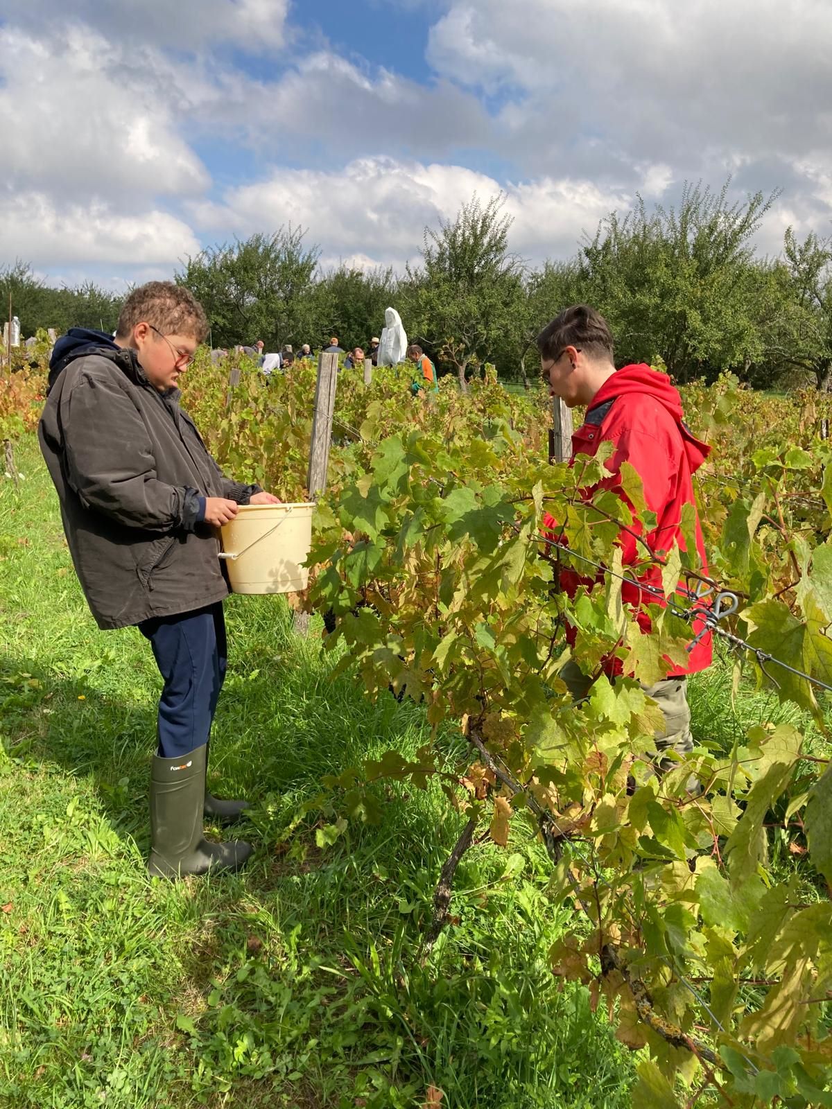 Vendanges : vignerons et vendangeurs en fête